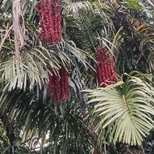 David Parker Arenga australica fruit