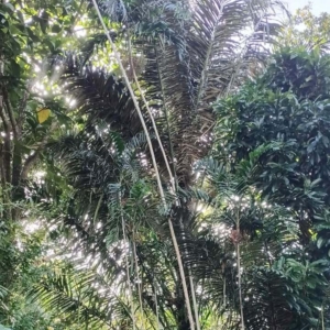 David Parker Arenga pinnata 3