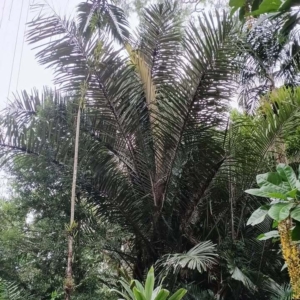 David Parker Arenga pinnata 4