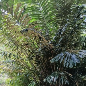 David Parker Arenga undulatifolia