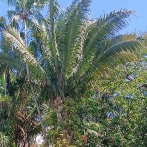 David Parker Attalea speciosa 1