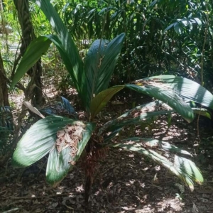 David Parker Bactris chocoensis
