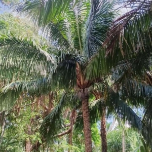 David Parker Beccariophoenix fenestralis 1