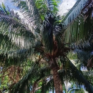 David Parker Beccariophoenix fenestralis 2