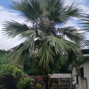 David Parker Blue Latan Palm 2