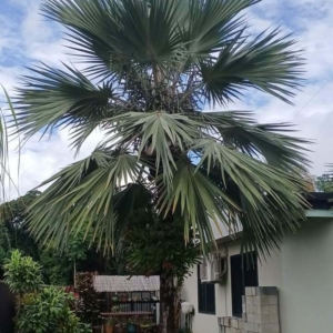 David Parker Blue Latan Palm 1