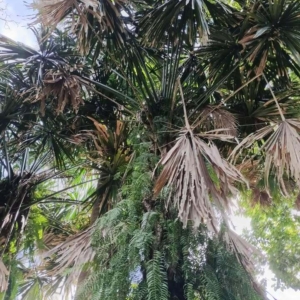 David Parker Borassodendron machadonis 1