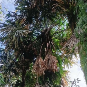 David Parker Borassodendron machadonis 2