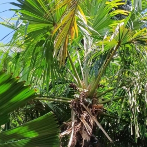 David Parker Borassus heineanus 1