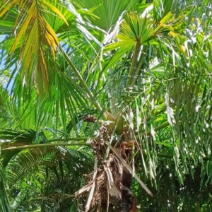 David Parker Borassus heineanus 2