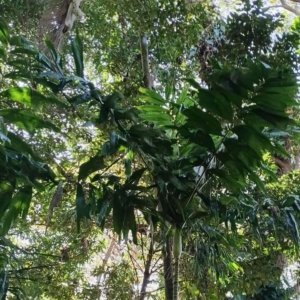 David Parker Brassiophoenix drymophloeides