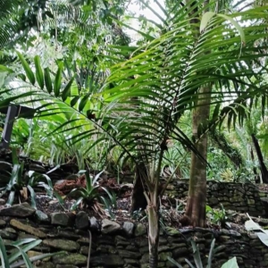 David Parker Burretiokentia koghiensis 1