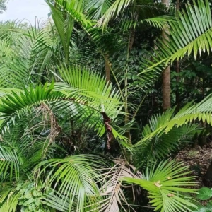 David Parker Calamus australis