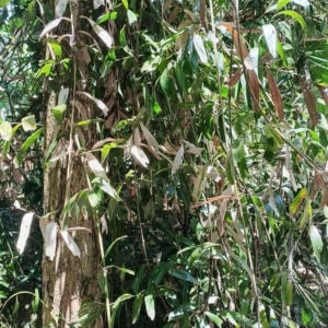 David Parker Calamus caryotoides 3