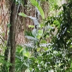 David Parker Calamus moti 2