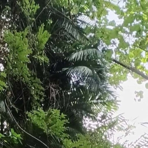 David Parker Calamus moti 1