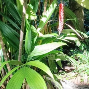 David Parker Calyptrocalyx elegans w fruit