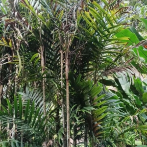 David Parker Calyptrocalyx lauterbachianus