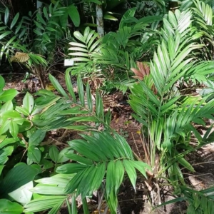 David Parker Calyptrocalyx laxiflorus Flecker Gardens