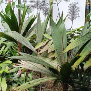 David Parker Calyptrocalyx sessiflorus 1
