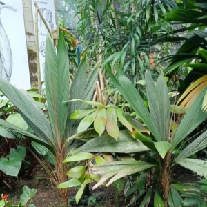 David Parker Calyptrocalyx sessiflorus 2
