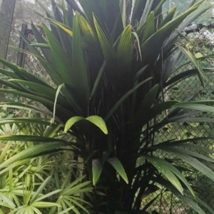 David Parker Calyptrocalyx yamutumene