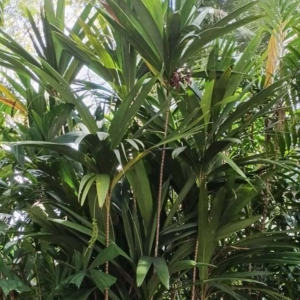 David Parker Calyptrocalyx yamutumene