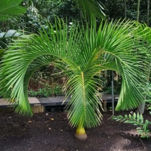David Parker Carpoxylon macrospermum 1