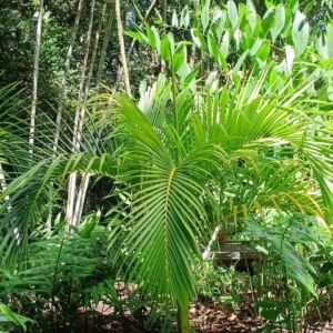 David Parker Carpoxylon macrospermum 2