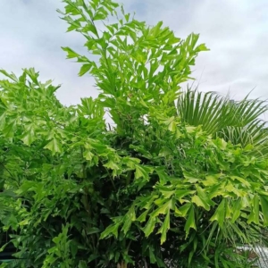 David Parker Caryota mitis