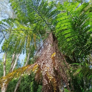 David Parker Caryota obtusa
