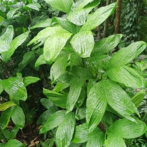 David Parker Chamaedorea braychypoda