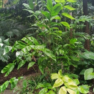 David Parker Chamaedorea oblongata