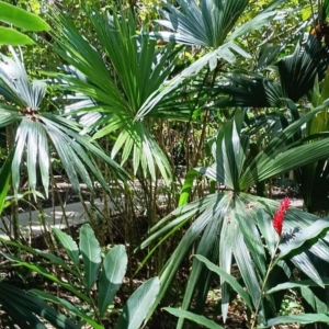 David Parker Chelyocarpus chuco 1