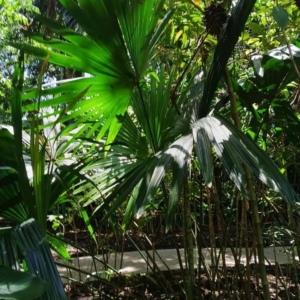 David Parker Chelyocarpus chuco 2