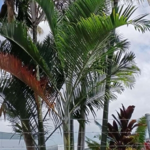 David Parker Chrysalidocarpus cabadae 1
