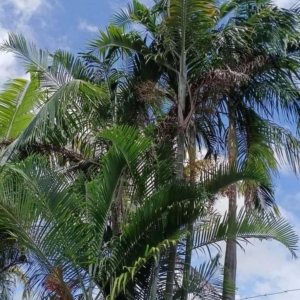 David Parker Chrysalidocarpus cabadae 2