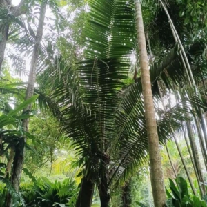 David Parker Chrysalidocarpus lastellianus