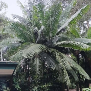 David Parker Chrysalidocarpus leptocheilos 2