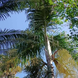 David Parker Chrysalidocarpus mananjarensis