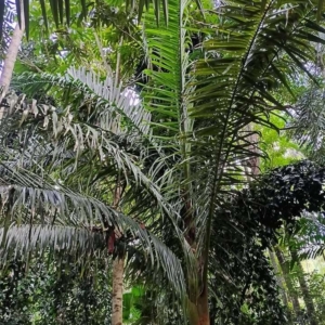 David Parker Chrysalidocarpus robusta