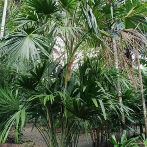 David Parker Chuniophoenix hainanensis