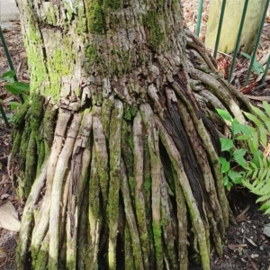 David Parker Clinostigma harlandii 2