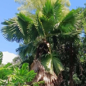 David Parker Corypha umbraculifera