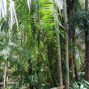 David Parker Cyrtostachys elegans 1