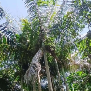 David Parker Cyrtostachys elegans 2