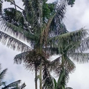 David Parker Cyrtostachys loriae 1