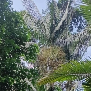 David Parker Cyrtostachys loriae 2