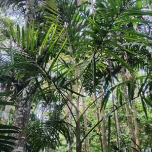 David Parker Drymophloeus sp. 'Patipi' 1