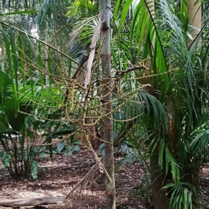 David Parker Drymophloeus sp. 'Patipi' 2